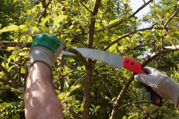 Apple Tree Trimming in Jonesboro